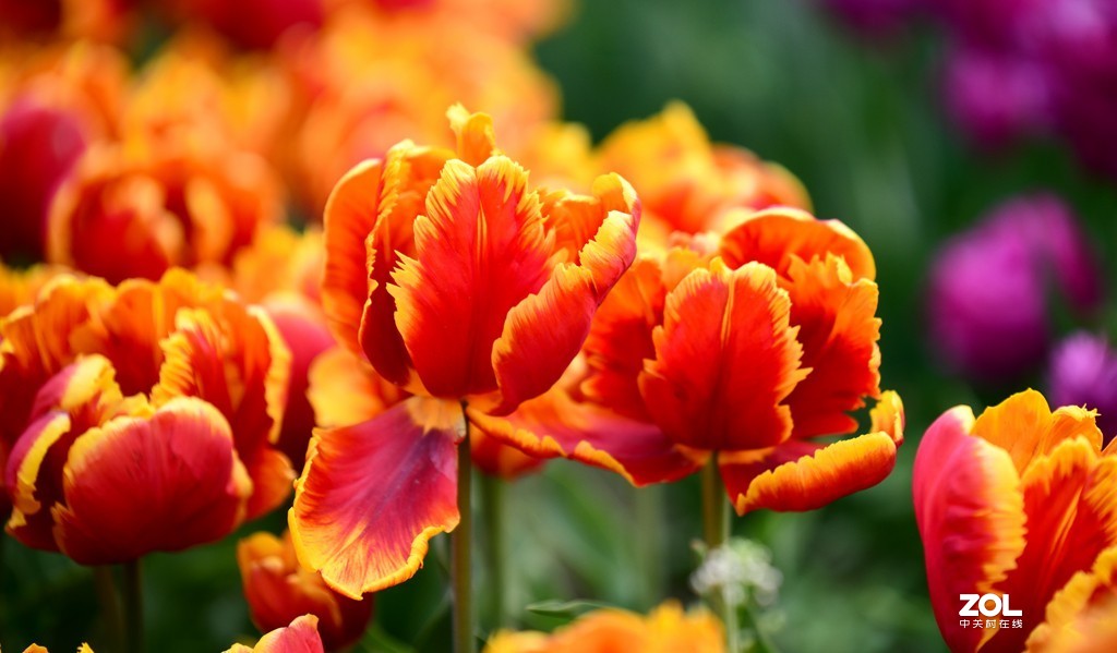 尼康D850+腾龙70-200   郁金香