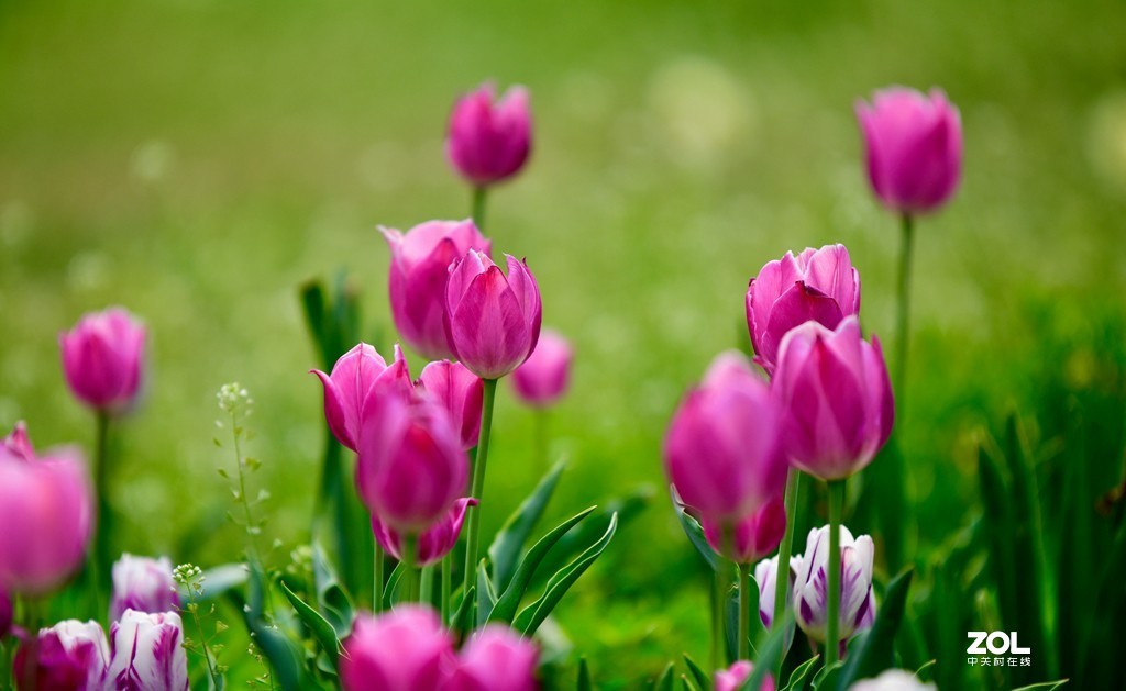 尼康D850+腾龙70-200   郁金香