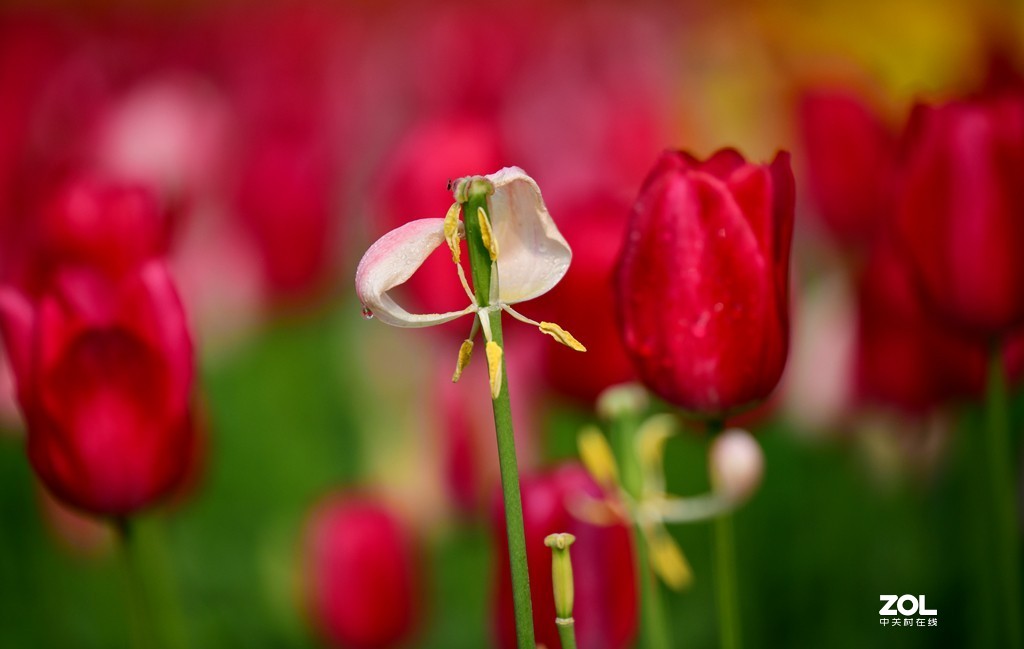 尼康D850+腾龙70-200   郁金香