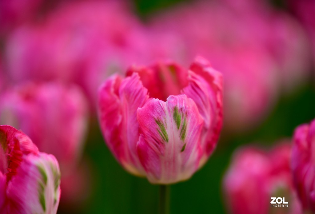 尼康D850+腾龙70-200   郁金香