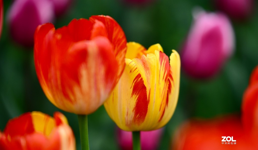 尼康D850+腾龙70-200   郁金香