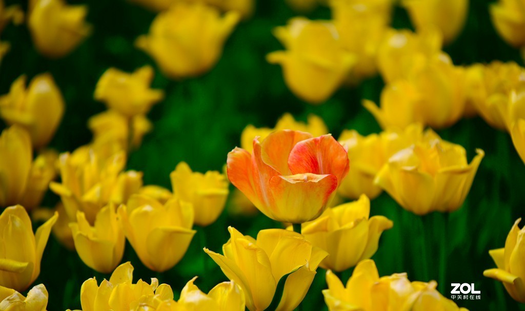 尼康D850+腾龙70-200   郁金香