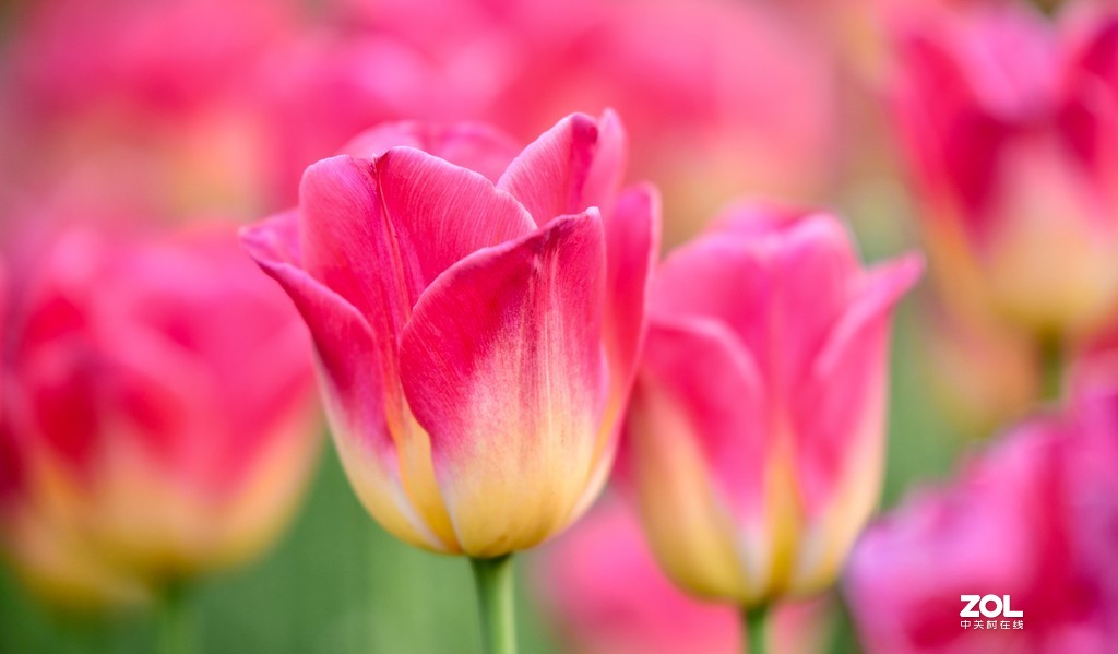 尼康D850+腾龙70-200   郁金香