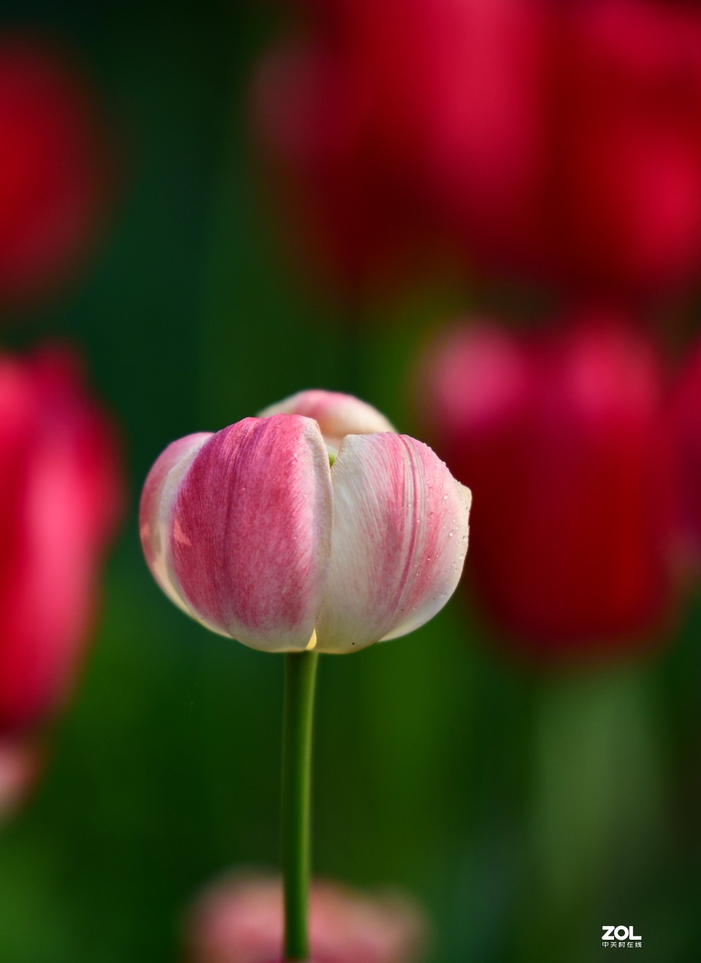 尼康D850+腾龙70-200   郁金香