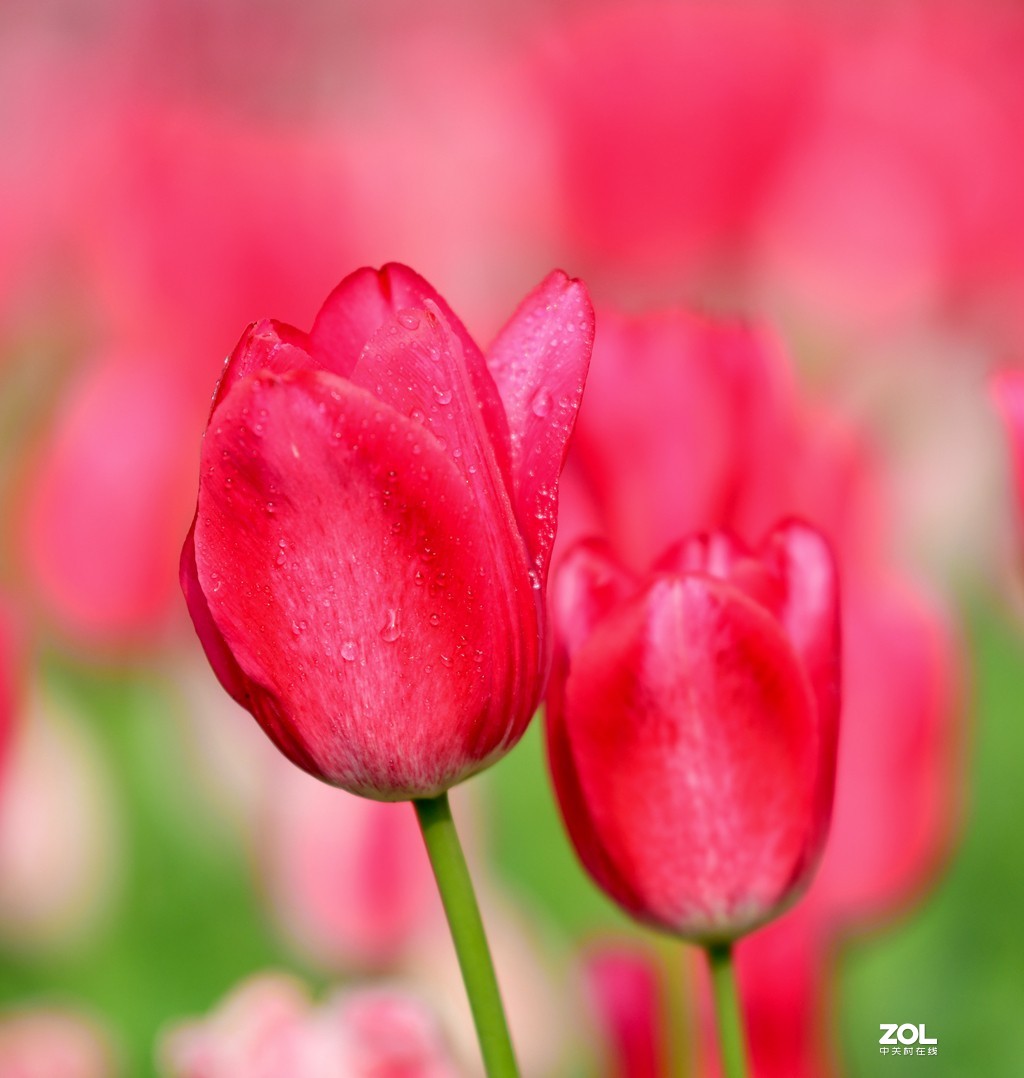 尼康D850+腾龙70-200   郁金香