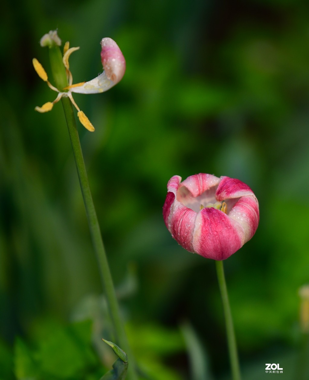尼康D850+腾龙70-200   郁金香