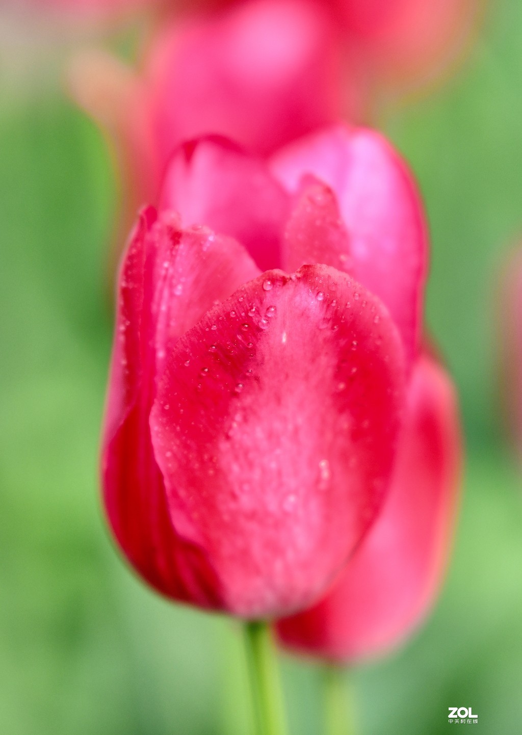 尼康D850+腾龙70-200   郁金香