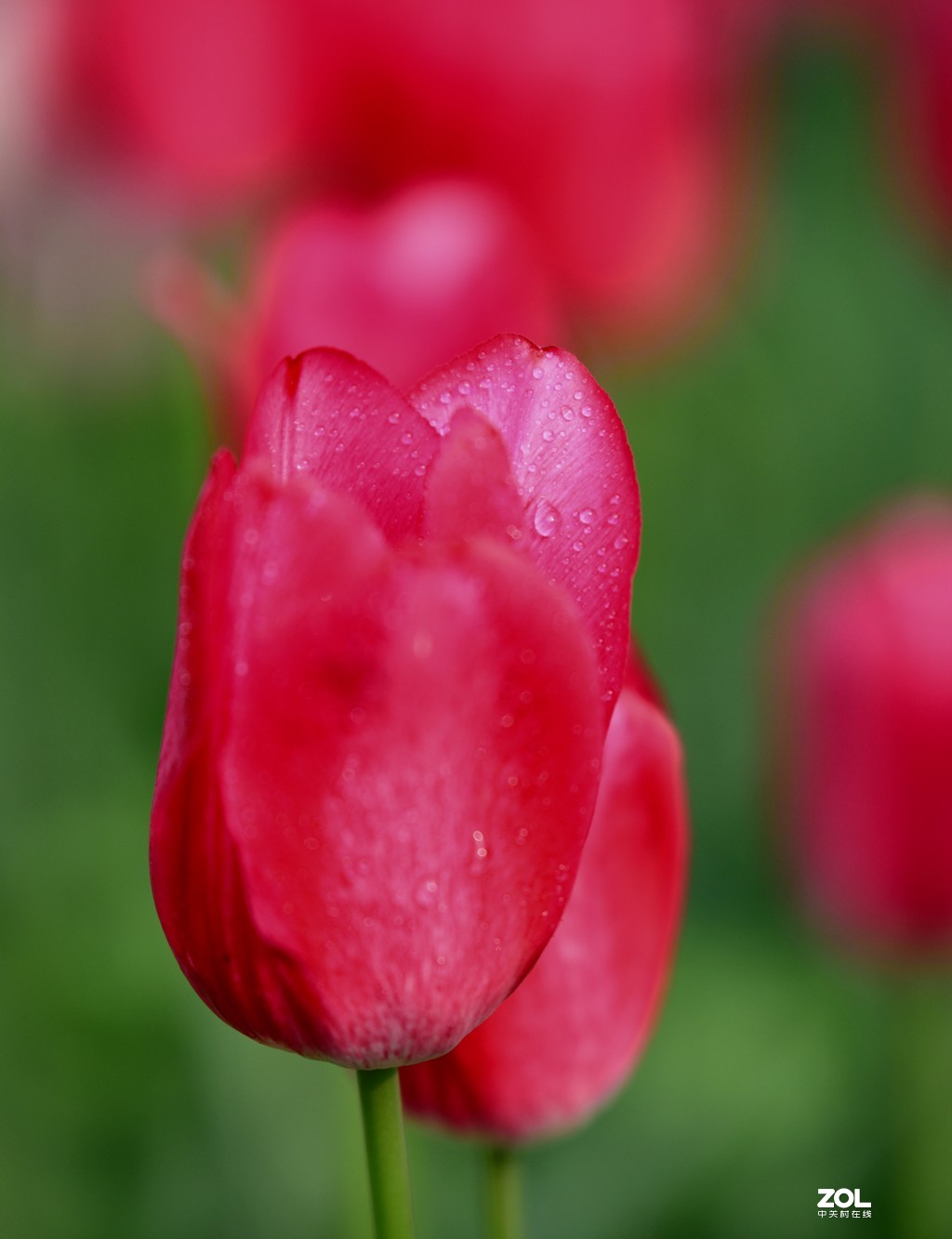 尼康D850+腾龙70-200   郁金香