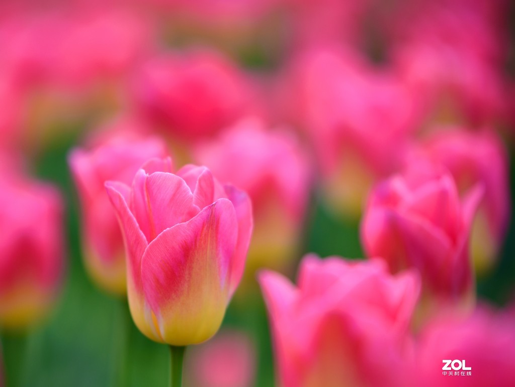 尼康D850+腾龙70-200   郁金香