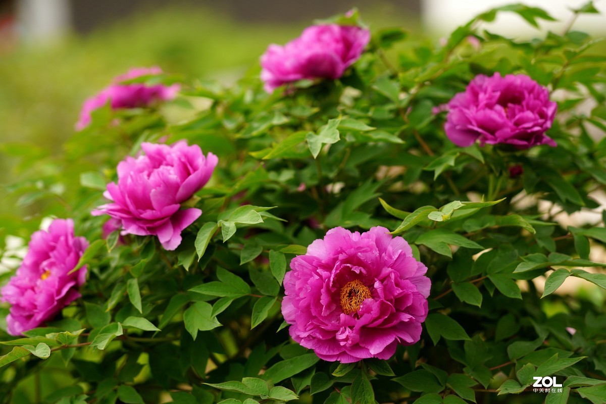 2020牡丹花开