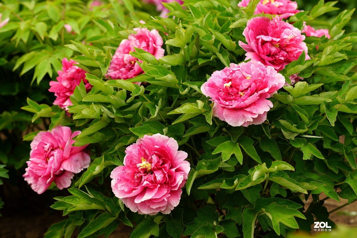 2020牡丹花开