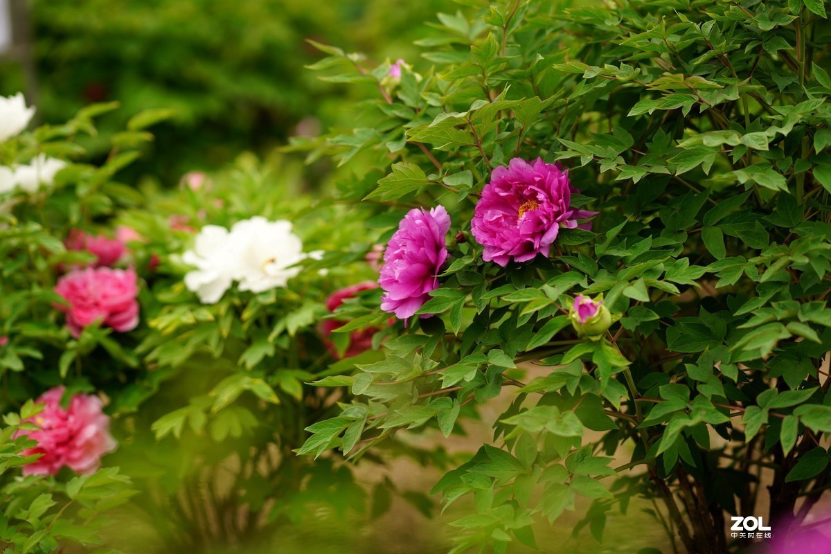 2020牡丹花开