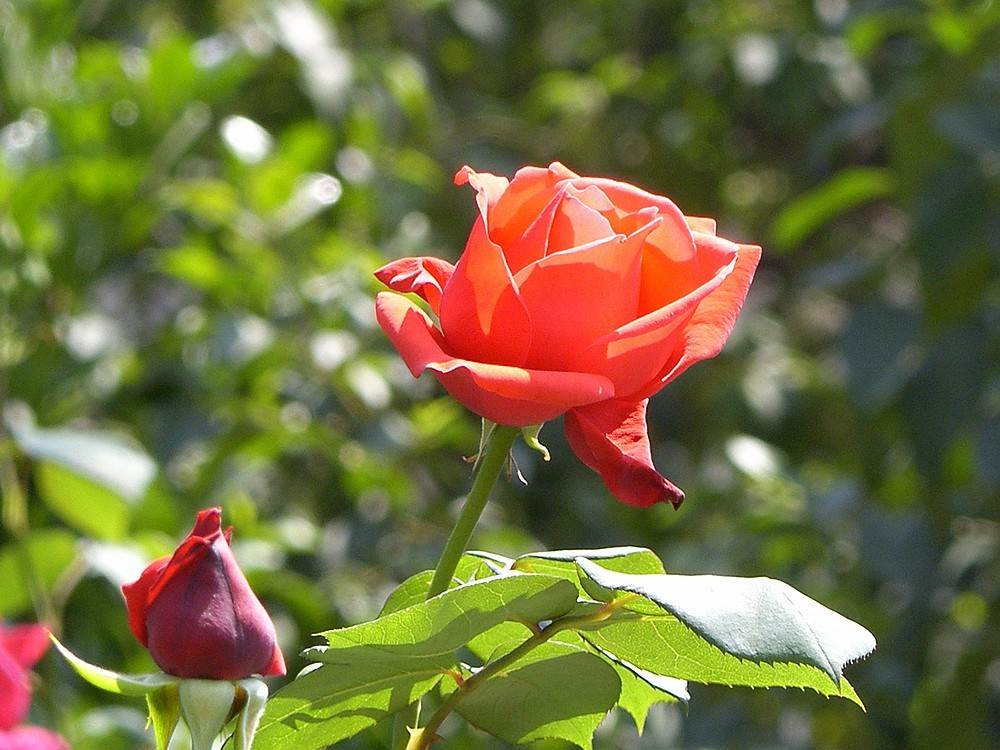 星空体育平台PRO815试机照一组