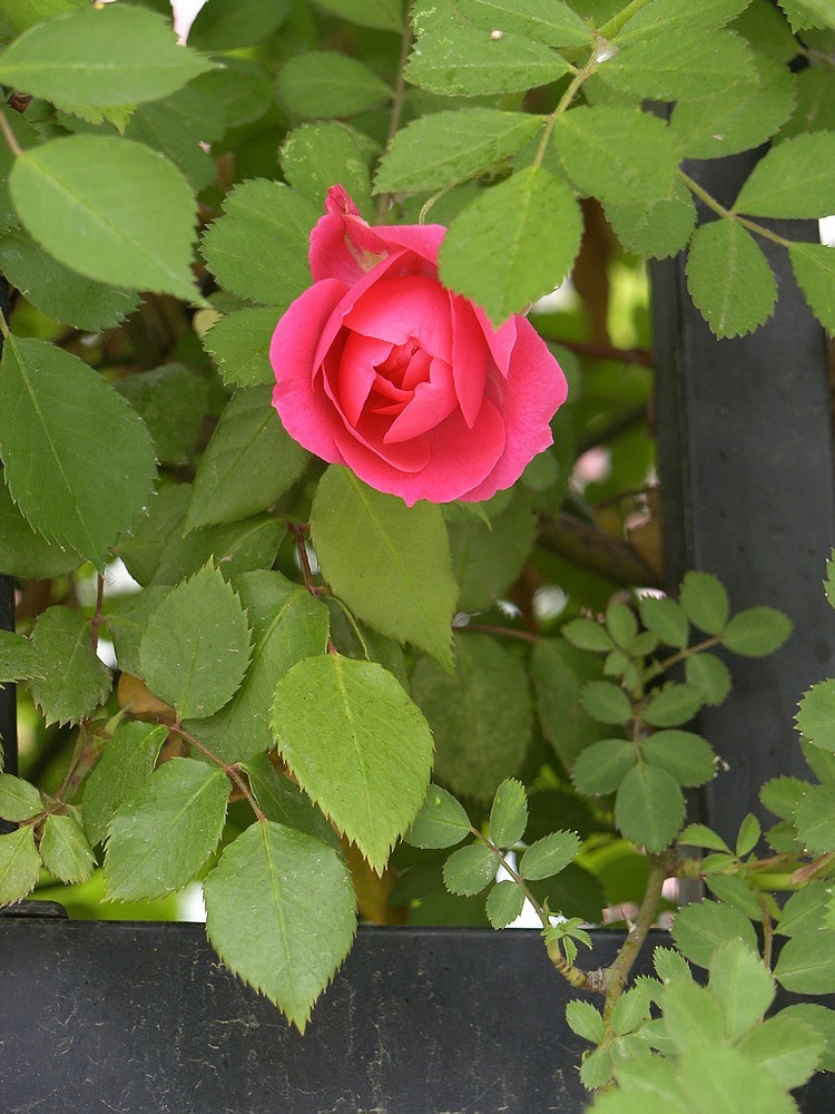 星空体育平台PRO815试机照一组