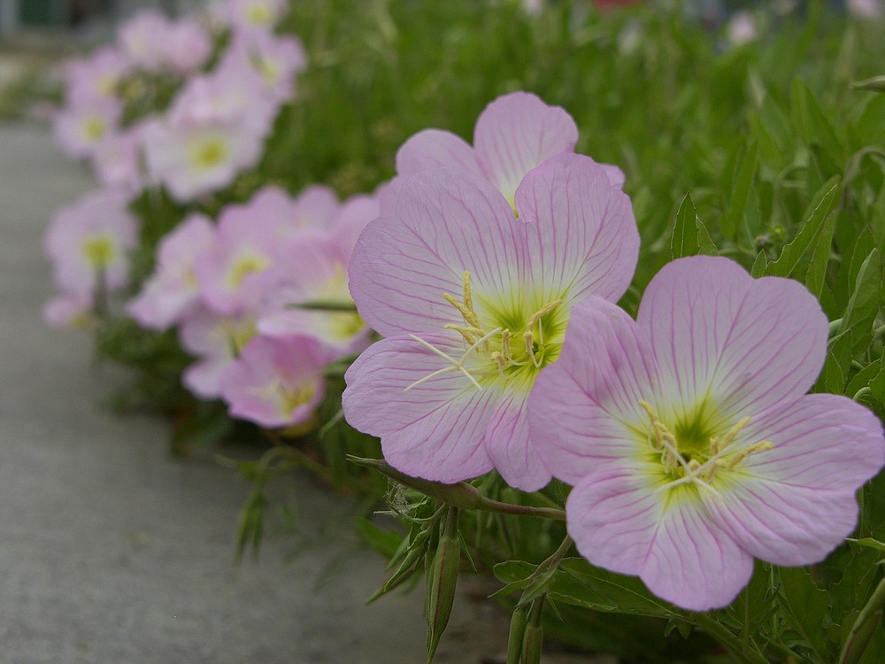 星空体育平台PRO815试机照一组