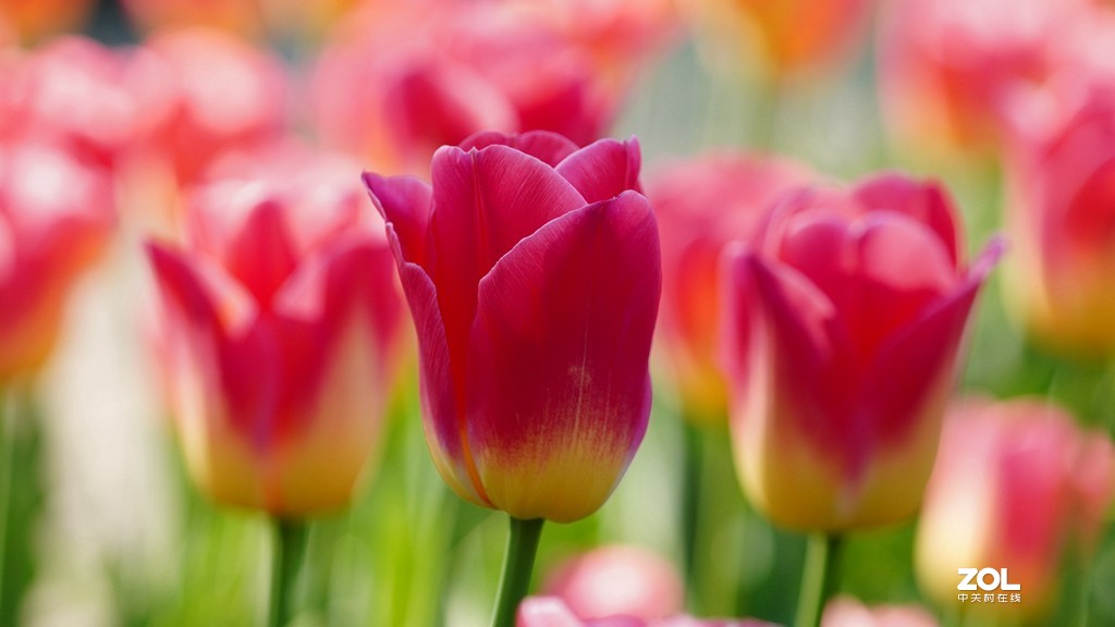 索尼6600+索尼70-200f4，郁金香