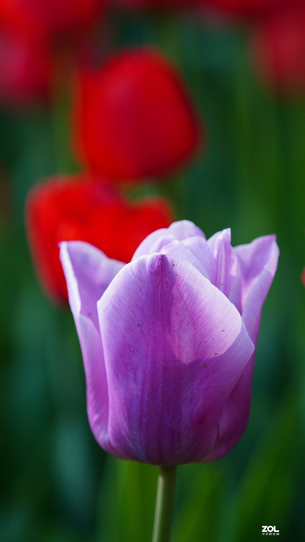 索尼6600+索尼70-200f4，郁金香