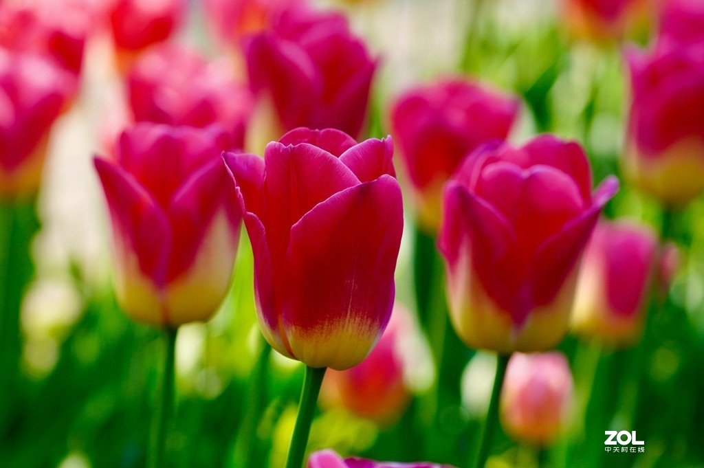 索尼6600+索尼70-200f4，郁金香