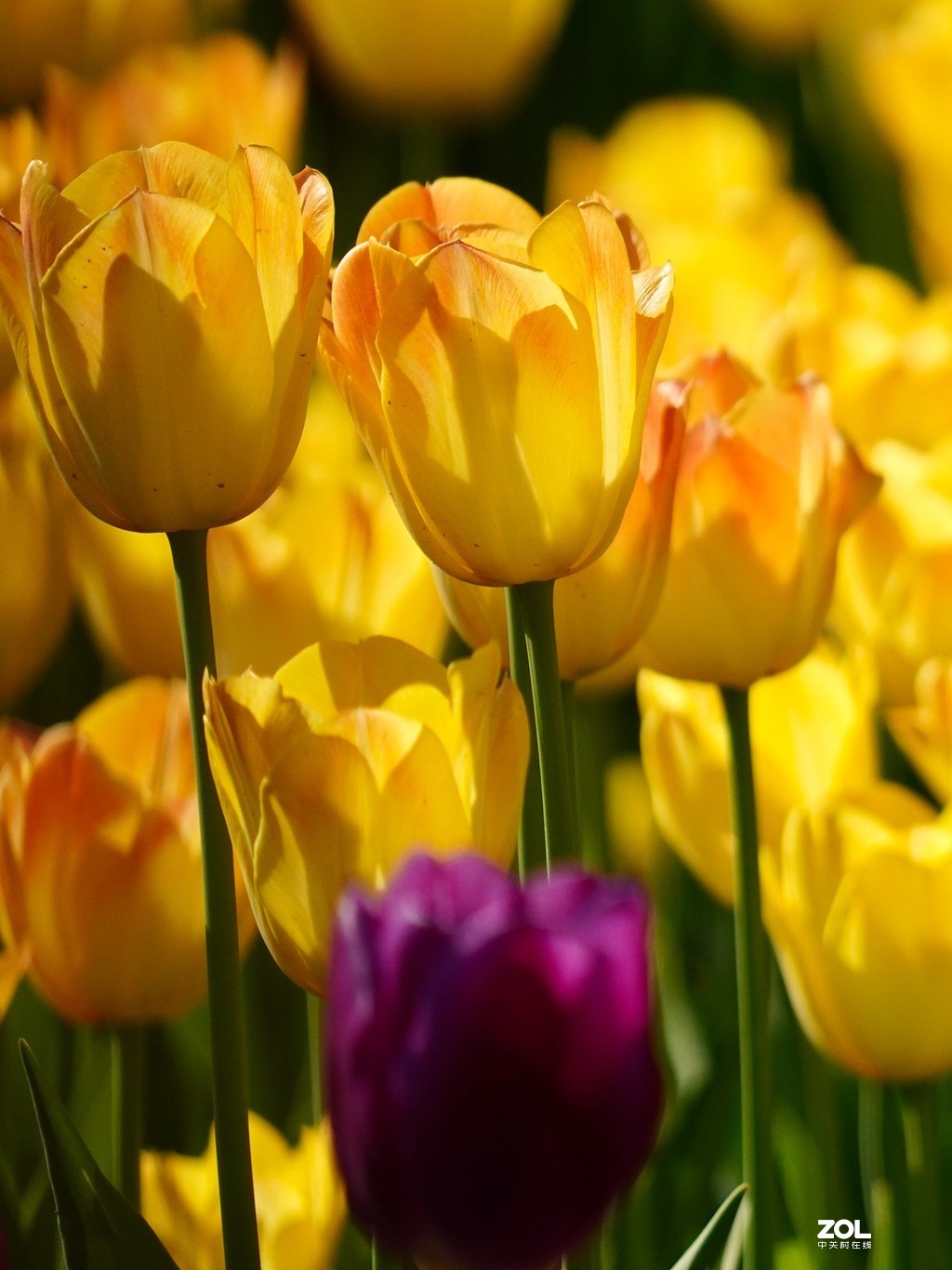 索尼6600+索尼70-200f4，郁金香