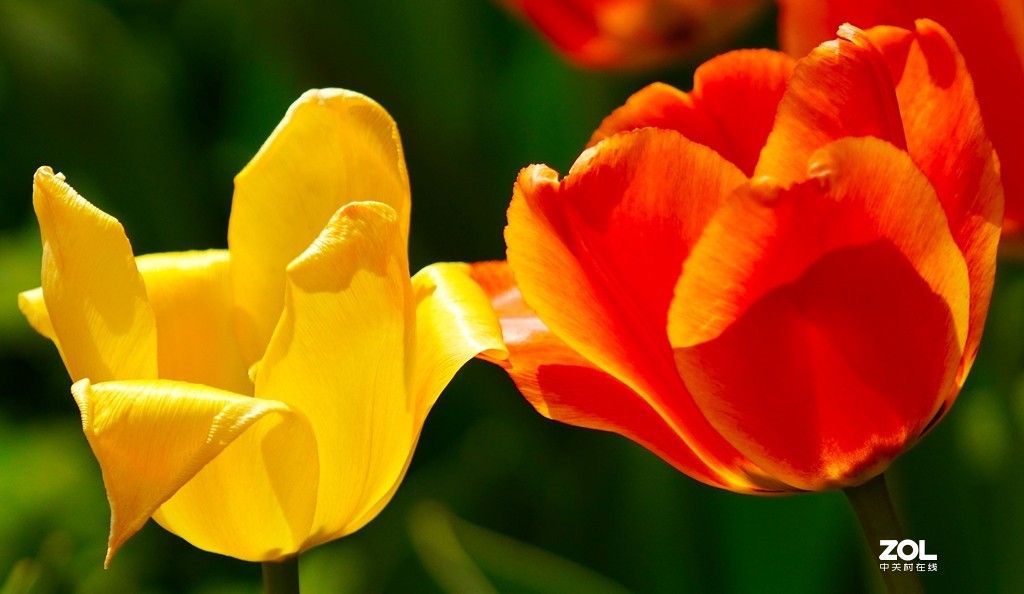 索尼6600+索尼70-200f4，郁金香