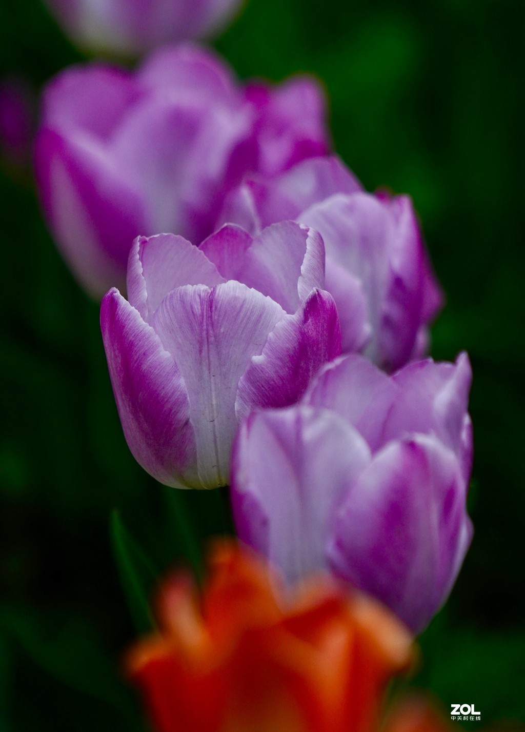 索尼6600+索尼70-200f4，郁金香