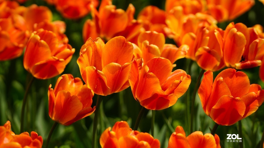 索尼6600+索尼70-200f4，郁金香