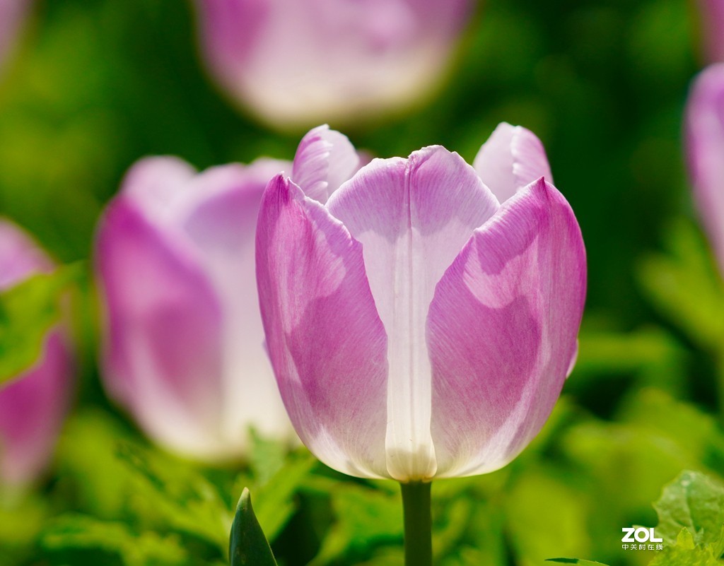 索尼6600+索尼70-200f4，郁金香