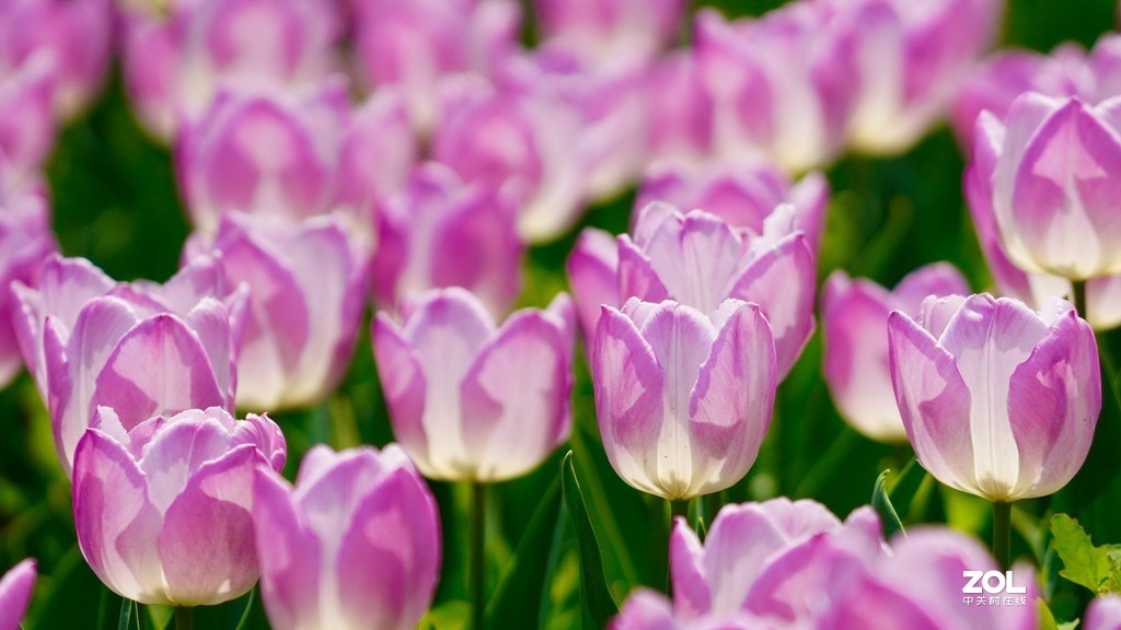 索尼6600+索尼70-200f4，郁金香