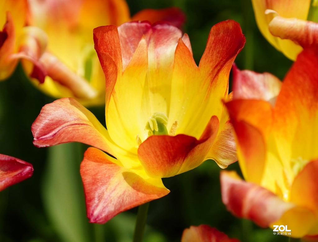 索尼6600+索尼70-200f4，郁金香