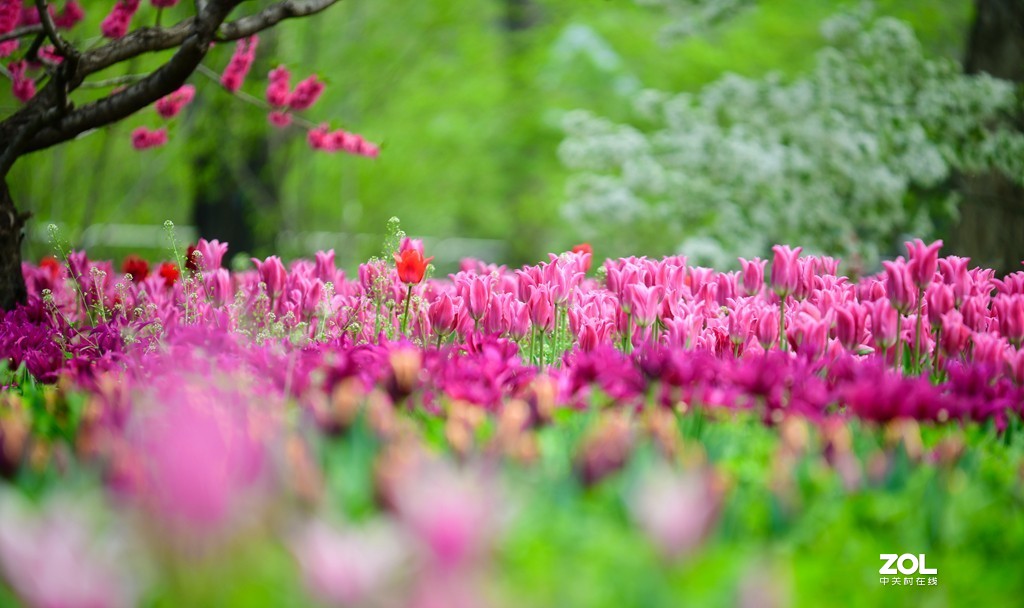 尼康D850+腾龙70-200   郁金香