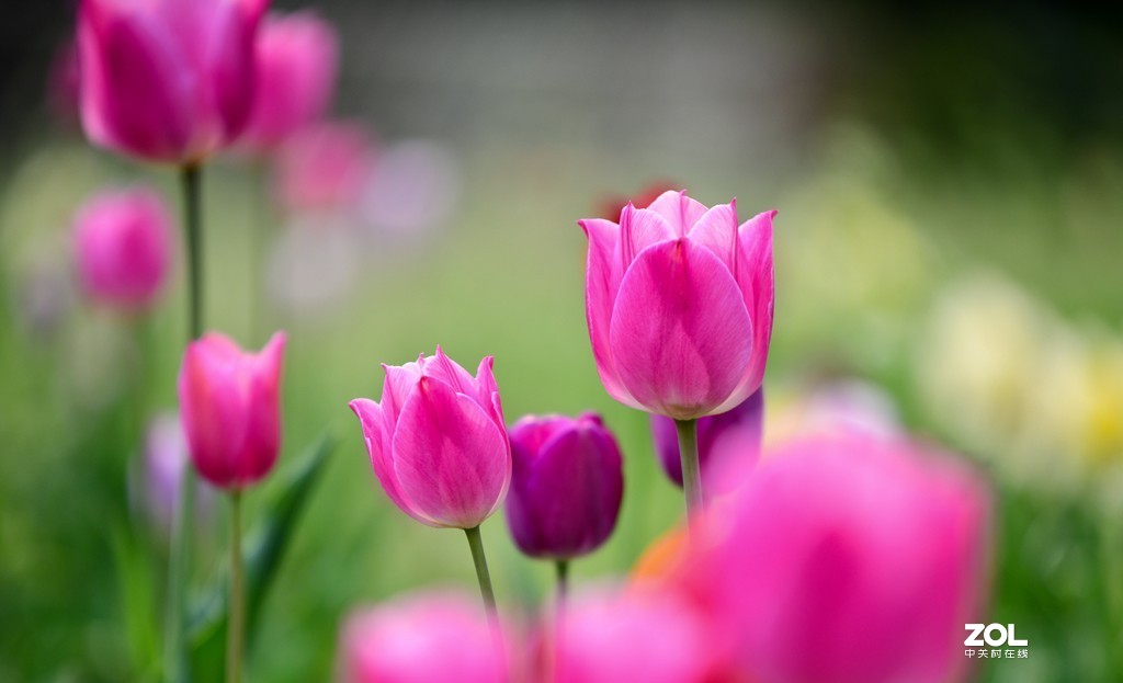 尼康D850+腾龙70-200   郁金香