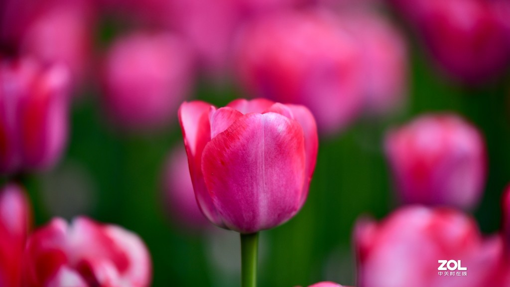 尼康D850+腾龙70-200   郁金香