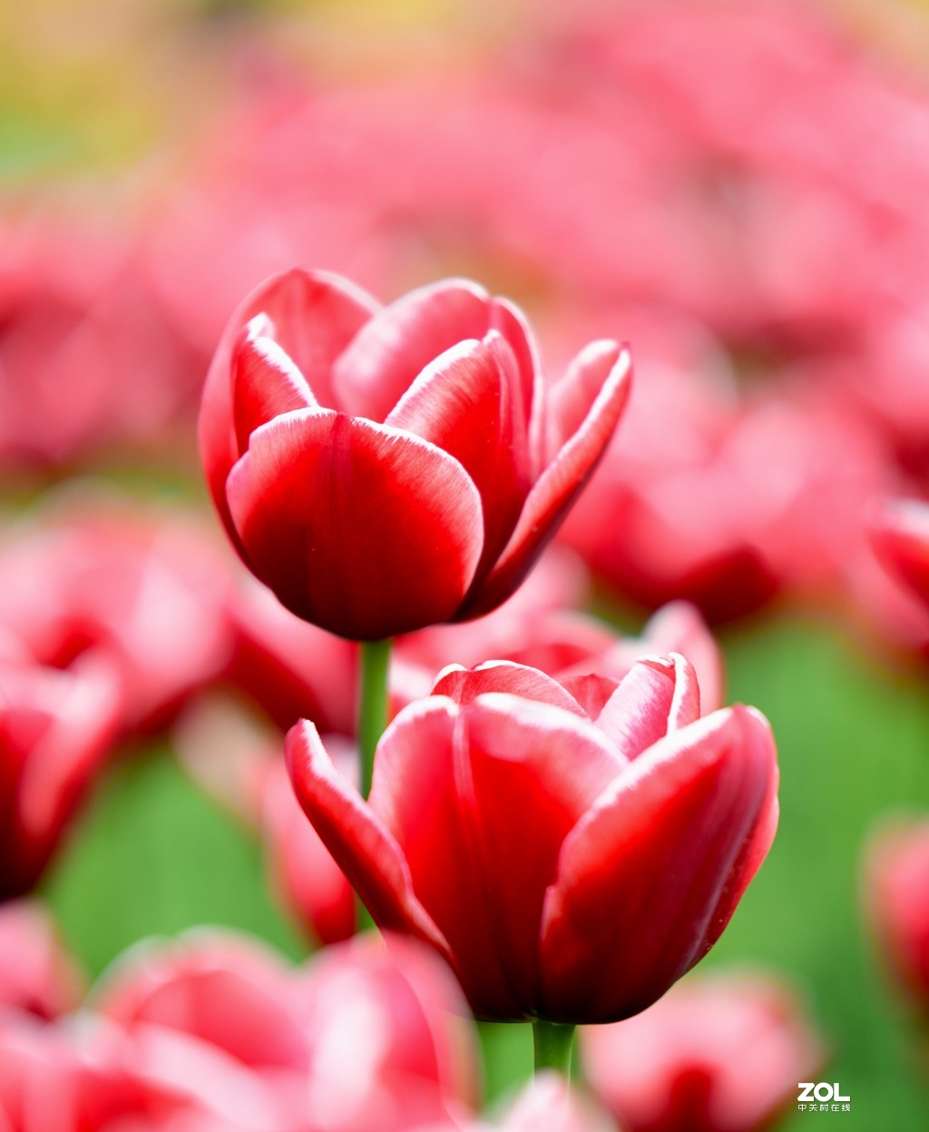 尼康D850+腾龙70-200   郁金香