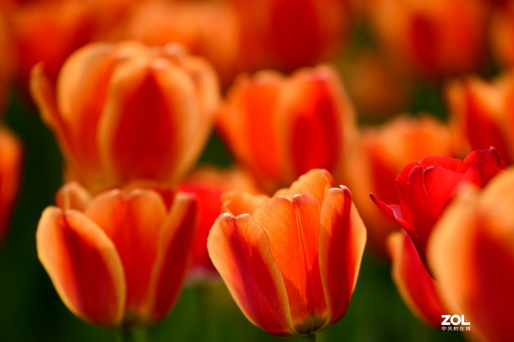 尼康D850+腾龙70-200   郁金香