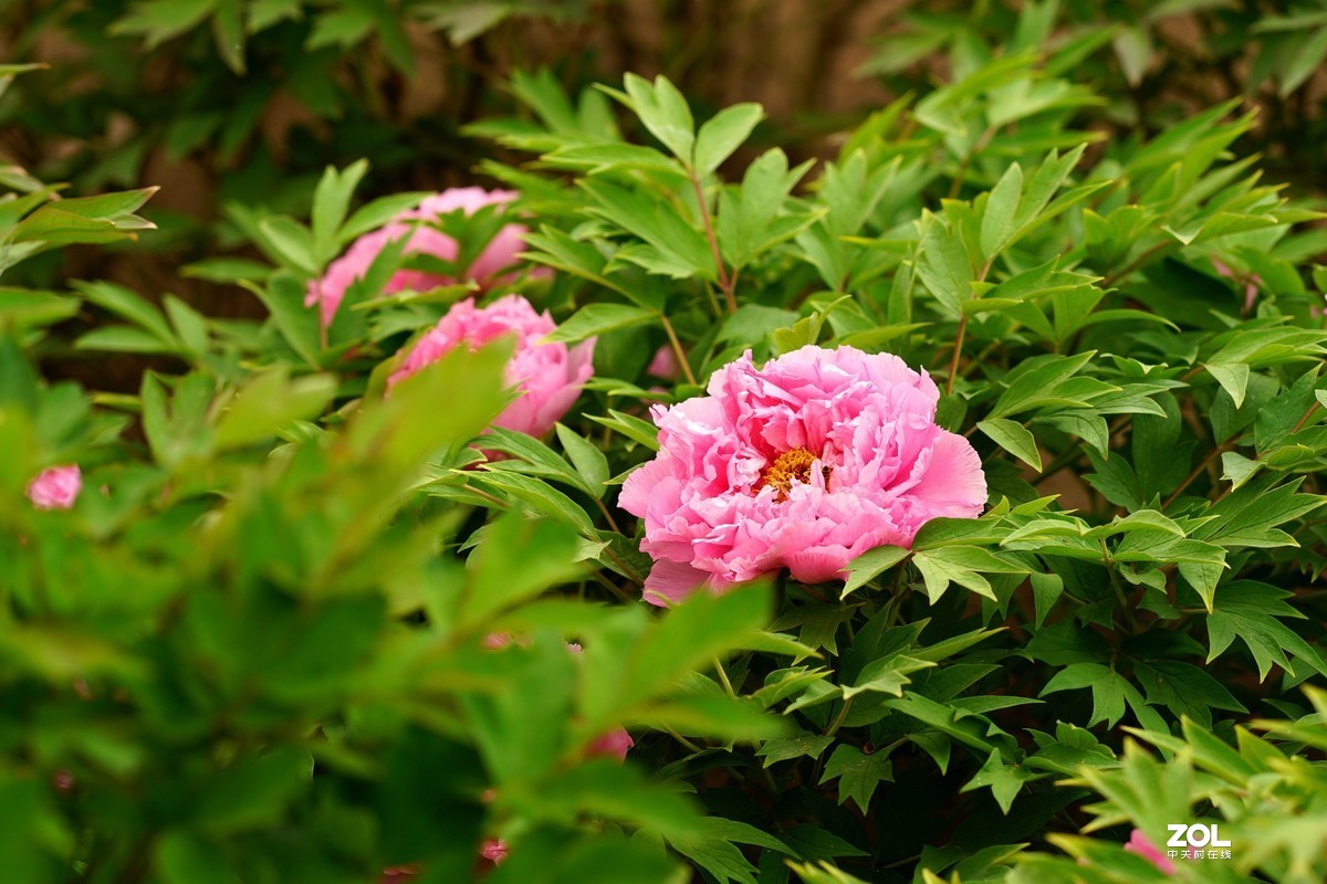 2020牡丹花开