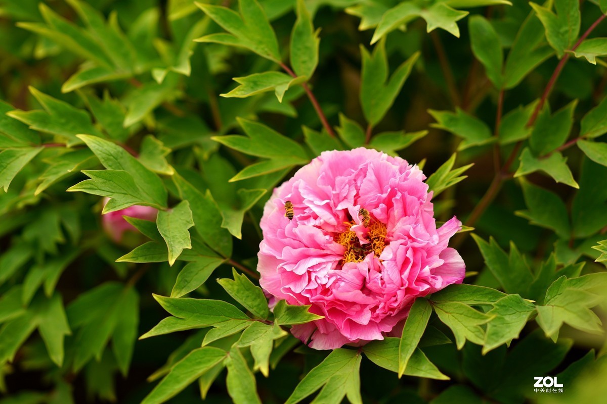 2020牡丹花开