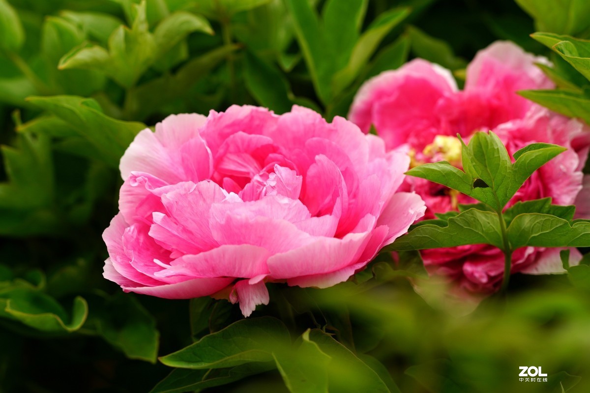 2020牡丹花开