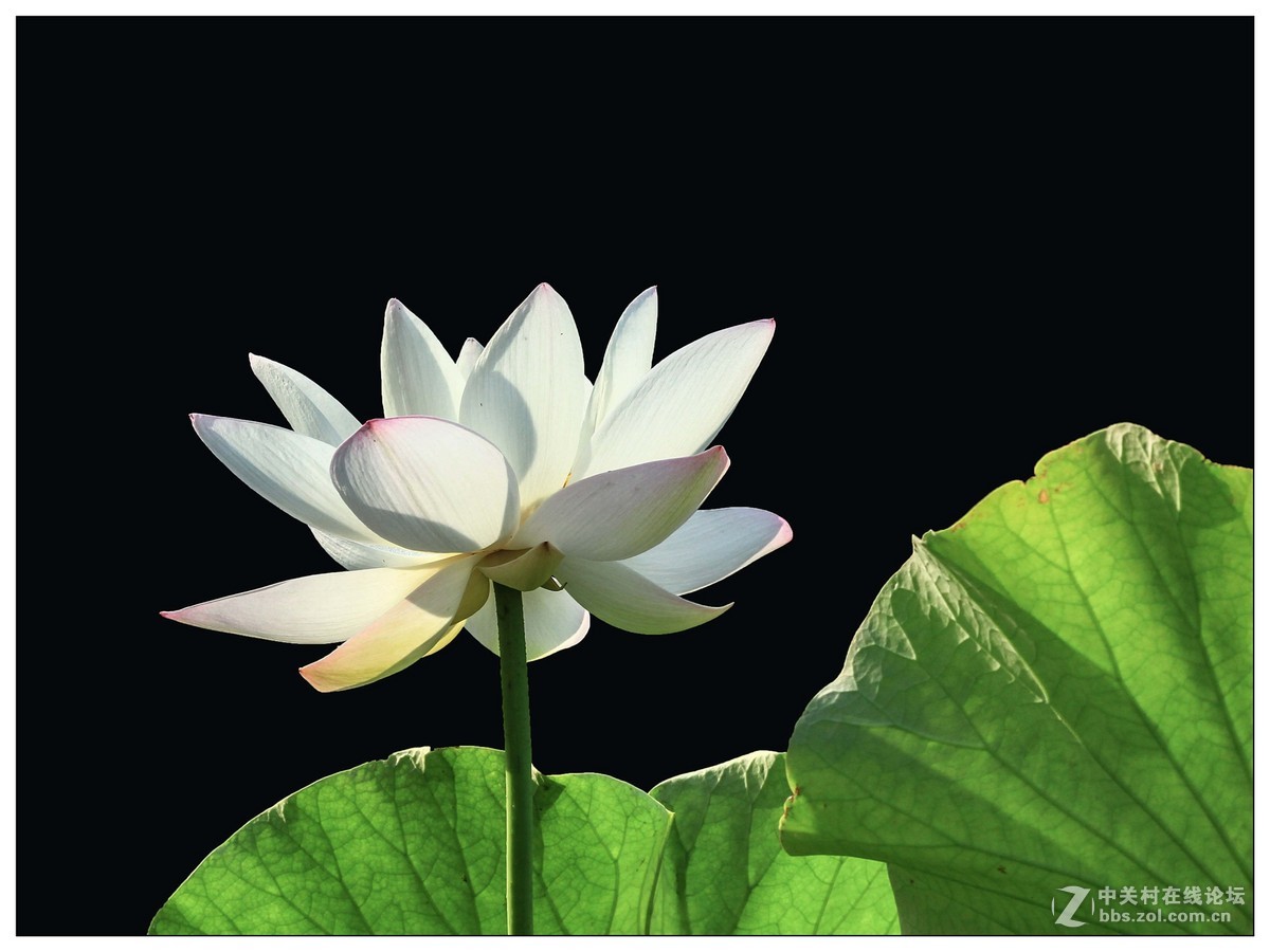 荷花季节忙拍花，几片练习请老师指导