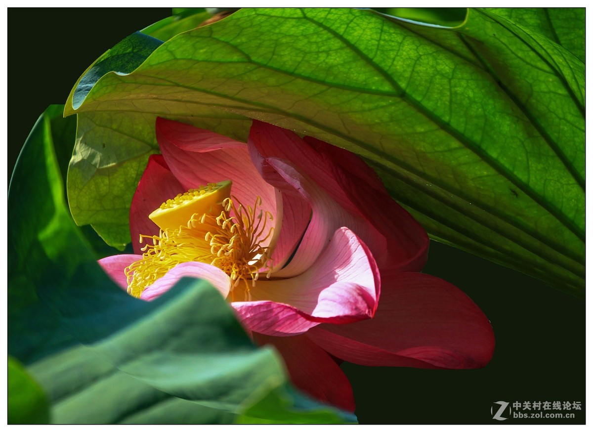 荷花季节忙拍花，几片练习请老师指导