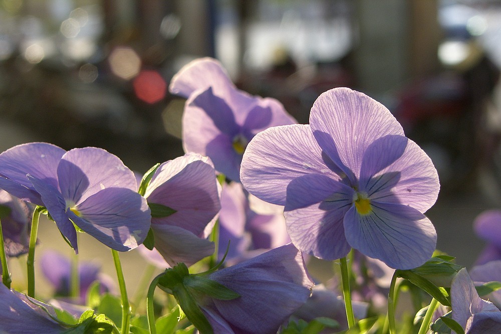 星空体育平台PRO815试机照一组