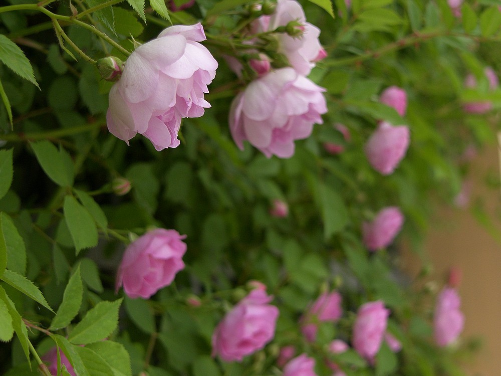 星空体育平台PRO815试机照一组