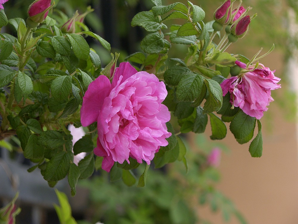 星空体育平台PRO815试机照一组