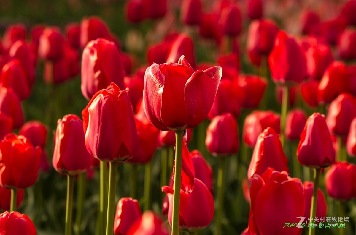 北京植物园鲜花盛开游客满园