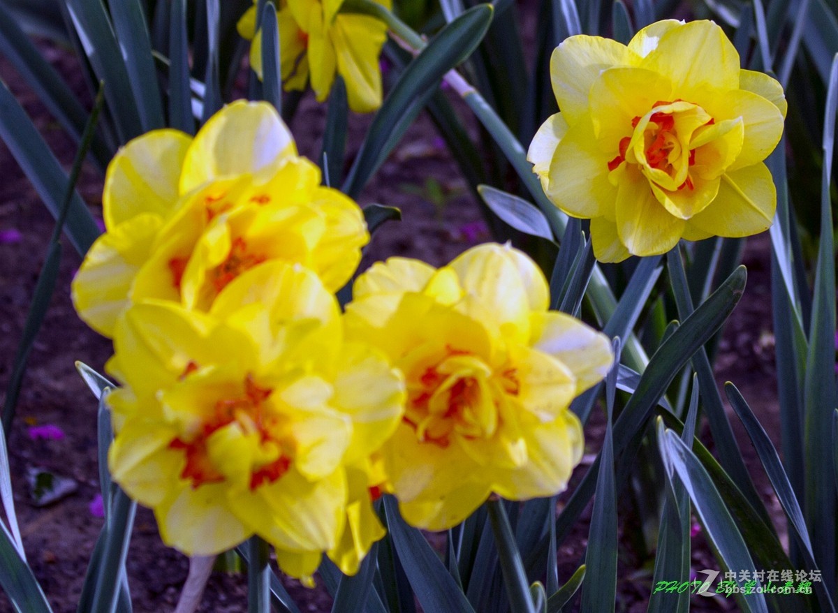北京植物园鲜花盛开游客满园