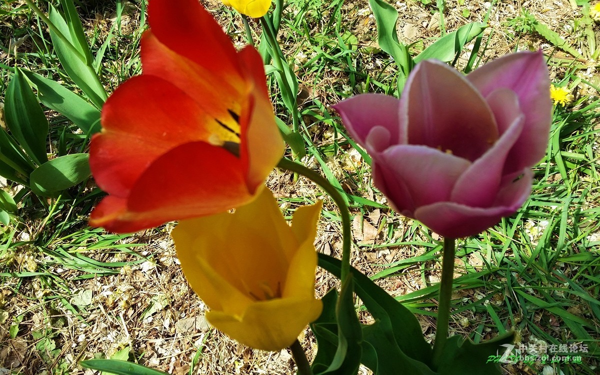 北京植物园鲜花盛开游客满园