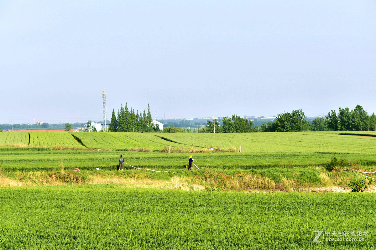 田野