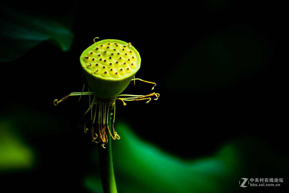 今天又去拍荷花了，呵呵。