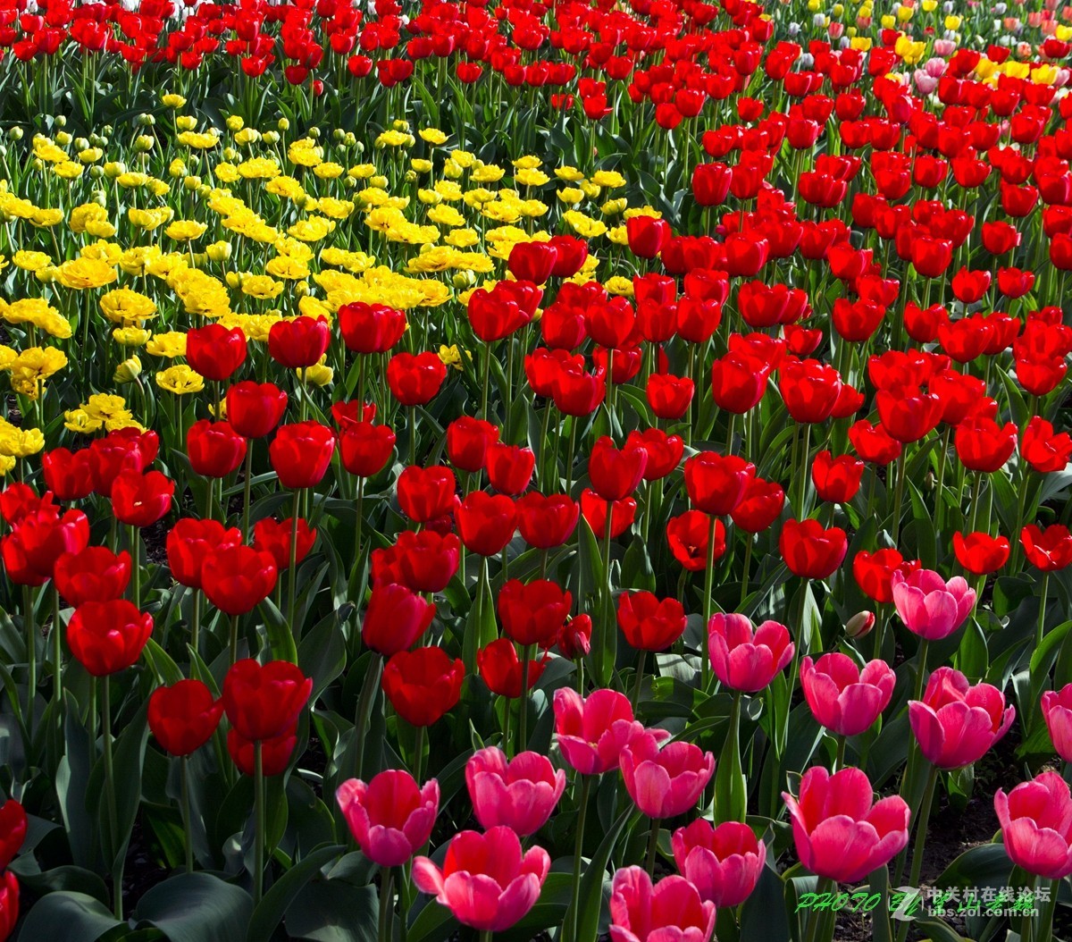 北京植物园鲜花盛开游客满园