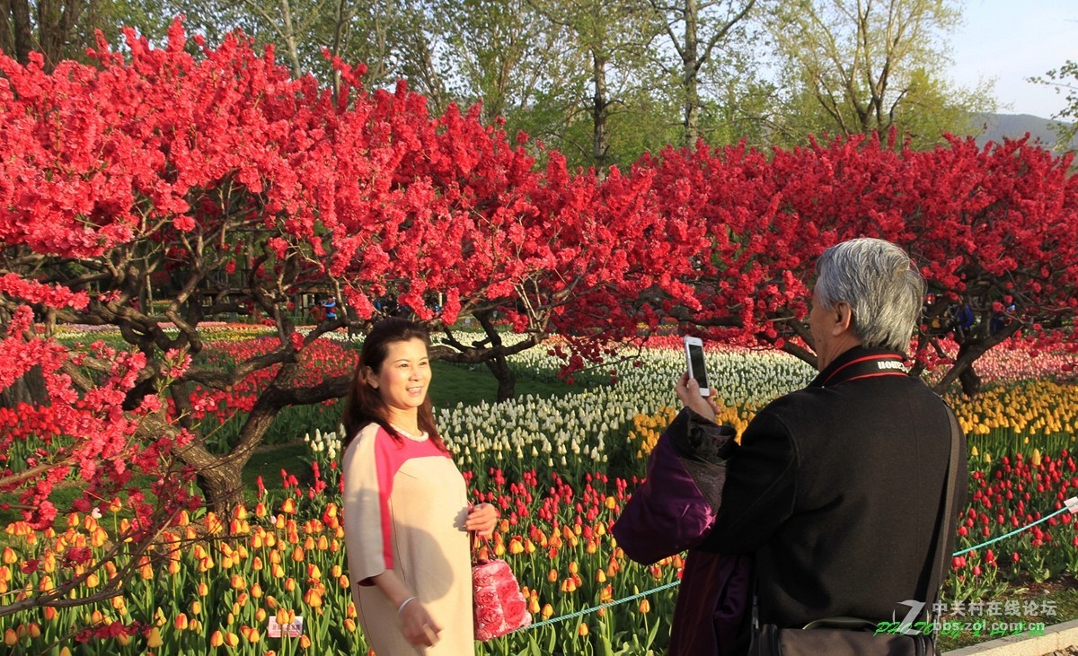 北京植物园鲜花盛开游客满园