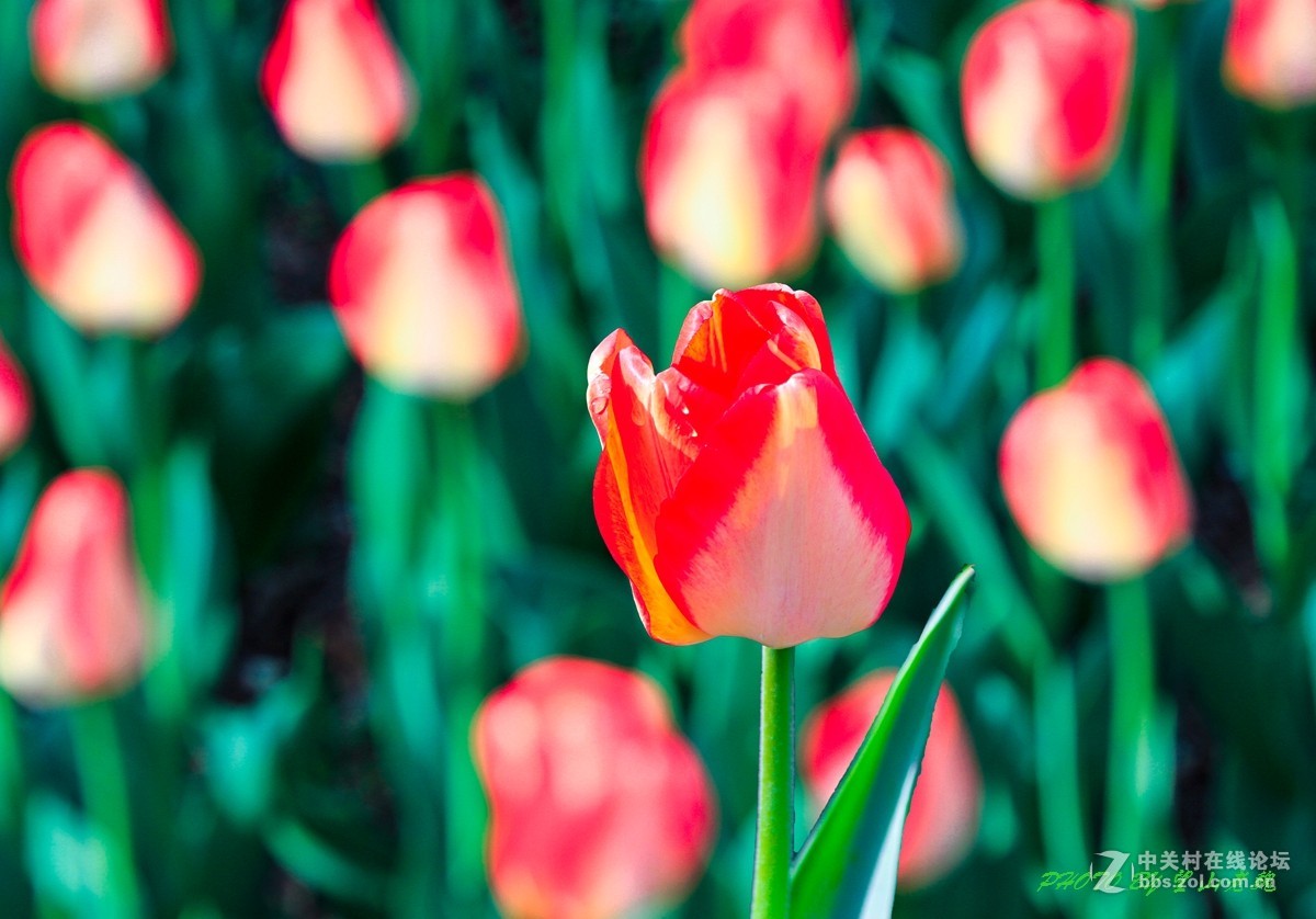 北京植物园鲜花盛开游客满园